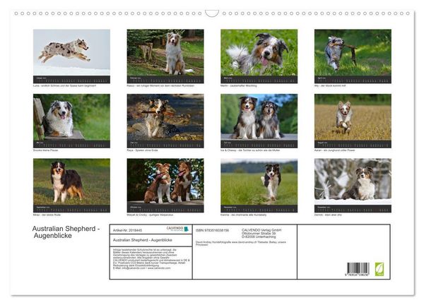 Produktbild: Australian Shepherd - Augenblicke (Wandkalender 2026 DIN A2 quer), CALVENDO Monatskalender