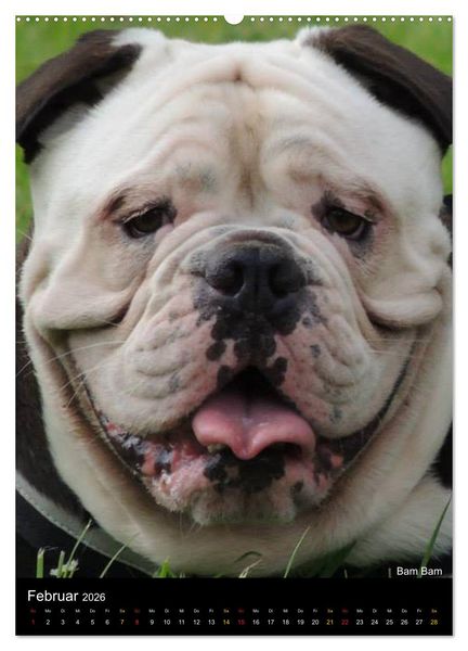 Produktbild: Bulldoggen-Gesichter (Wandkalender 2026 DIN A2 hoch), CALVENDO Monatskalender