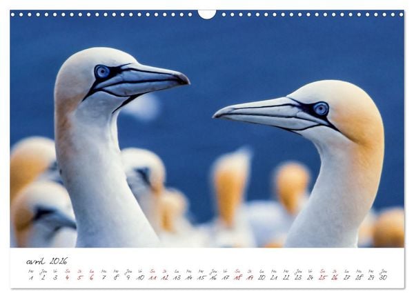 Produktbild: La faune de nos c&ocirc;tes les oiseaux (Calendrier mural 2026 DIN A3 vertical), CALVENDO calendrier mensuel