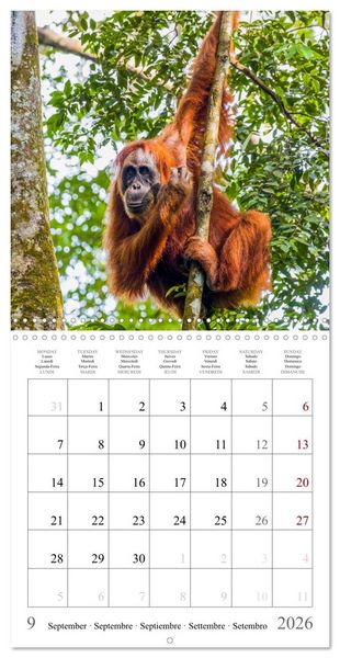 Produktbild: Orangutans in the jungle of Sumatra (Wall Calendar 2026 12 &times; 12 Inch) CALVENDO 12 Month Wall Calendar