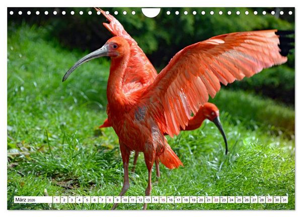 Produktbild: Bunte Vielfalt in der Vogelwelt (Wandkalender 2026 DIN A4 quer), CALVENDO Monatskalender