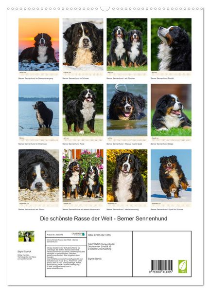 Produktbild: Die sch&ouml;nste Rasse der Welt - Berner Sennenhund (hochwertiger Premium Wandkalender 2026 DIN A2 hoch), Kunstdruck in Hochglanz