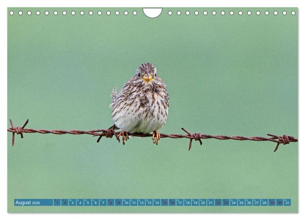 Produktbild: V&ouml;gel der Algarve (Wandkalender 2026 DIN A4 quer), CALVENDO Monatskalender