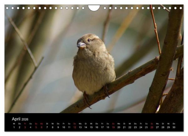 Produktbild: Freche Spatzen (Wandkalender 2026 DIN A4 quer), CALVENDO Monatskalender