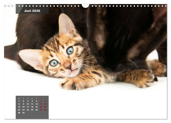 Produktbild: Bengal K&auml;tzchen (Wandkalender 2026 DIN A3 quer), CALVENDO Monatskalender