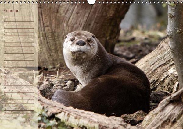 Produktbild: Fischotter Geburtstagskalender (Wandkalender immerw&auml;hrend DIN A3 quer)