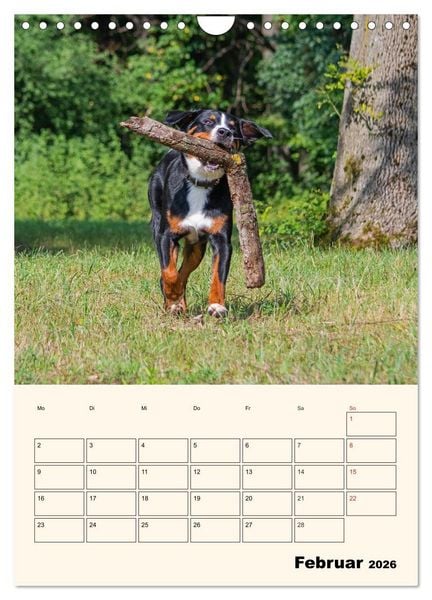 Produktbild: Appenzeller Sennenhund - Mit Plan durch das Jahr (Wandkalender 2026 DIN A4 hoch), CALVENDO Monatskalender