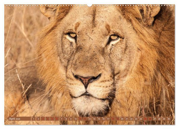 Produktbild: Uganda - im Herzen von Afrika (hochwertiger Premium Wandkalender 2026 DIN A2 quer), Kunstdruck in Hochglanz