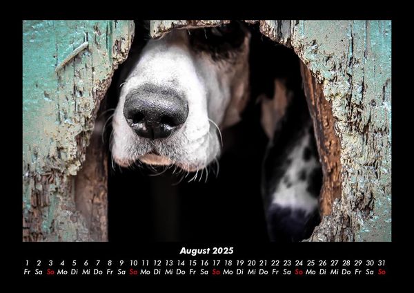 Produktbild: Der Hundekalender 2025 Fotokalender DIN A3