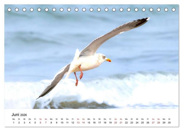 Produktbild: Wasserv&ouml;gel der Ostsee - Impressionen aus der L&uuml;becker Bucht (Tischkalender 2026 DIN A5 quer), CALVENDO Monatskalender