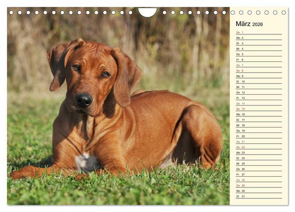 Produktbild: Rhodesian Ridgeback 2026 (Wandkalender 2026 DIN A4 quer), CALVENDO Monatskalender
