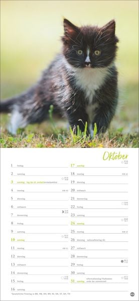Produktbild: Katzen slim - Auf sanften Pfoten Kalender 2027