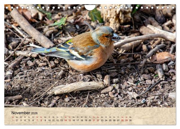 Produktbild: Wildes Stadtleben in M&uuml;nchen (Wandkalender 2026 DIN A4 quer), CALVENDO Monatskalender
