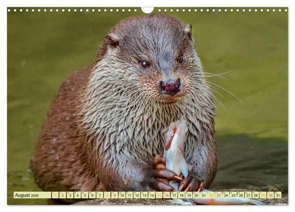Produktbild: Fischotter - putzige Kerlchen und elegante Schwimmer (Wandkalender 2026 DIN A3 quer), CALVENDO Monatskalender