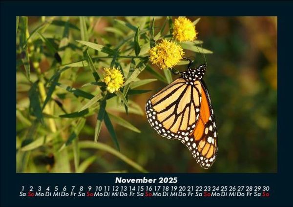 Produktbild: Blumentr&auml;ume 2025 Fotokalender DIN A5