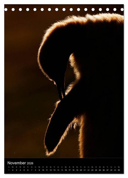Produktbild: Hallo Pinguin (Tischkalender 2026 DIN A5 hoch), CALVENDO Monatskalender