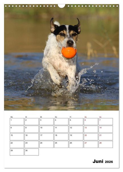 Produktbild: Tender Fellows - Parson Russell Terrier (Wandkalender 2026 DIN A3 hoch), CALVENDO Monatskalender
