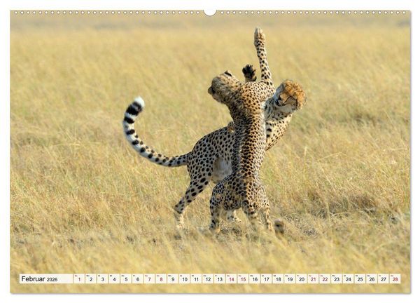 Produktbild: Faszinaton Afrika: Geparde (hochwertiger Premium Wandkalender 2026 DIN A2 quer), Kunstdruck in Hochglanz