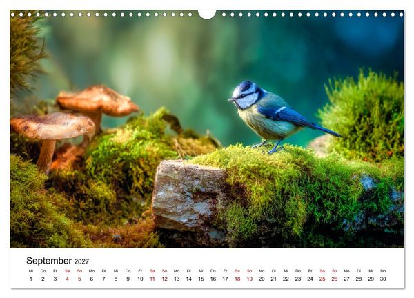 Produktbild: Federleicht - Das geheime Leben der Meisen (Wandkalender 2027 DIN A3 quer), CALVENDO Monatskalender