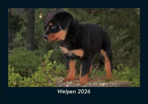 Welpen 2026 Fotokalender DIN A5