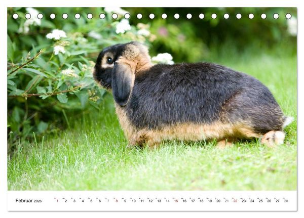 Produktbild: Kaninchen - knuddelige Hausgenossen (Tischkalender 2026 DIN A5 quer), CALVENDO Monatskalender