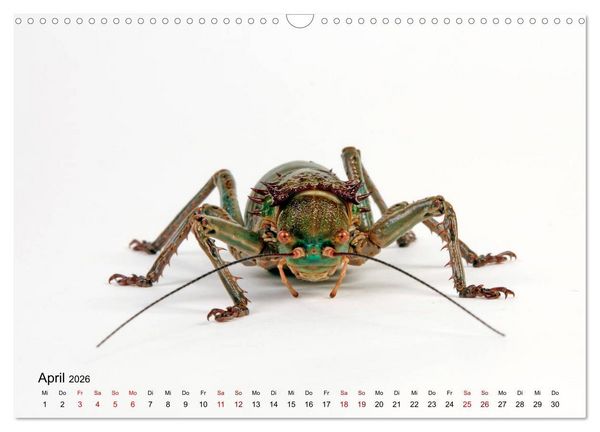 Produktbild: WIRBELLOS (Wandkalender 2026 DIN A3 quer), CALVENDO Monatskalender