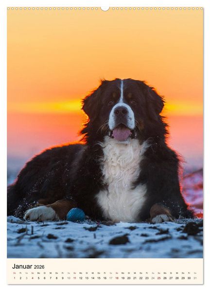 Produktbild: Die sch&ouml;nste Rasse der Welt - Berner Sennenhund (hochwertiger Premium Wandkalender 2026 DIN A2 hoch), Kunstdruck in Hochglanz