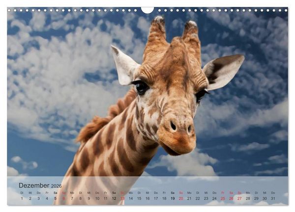 Produktbild: Afrikas sch&ouml;ne Tierwelt (Wandkalender 2026 DIN A3 quer), CALVENDO Monatskalender