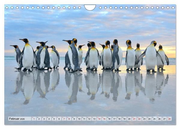 Produktbild: Pinguine der Falkland Inseln (Wandkalender 2026 DIN A4 quer), CALVENDO Monatskalender