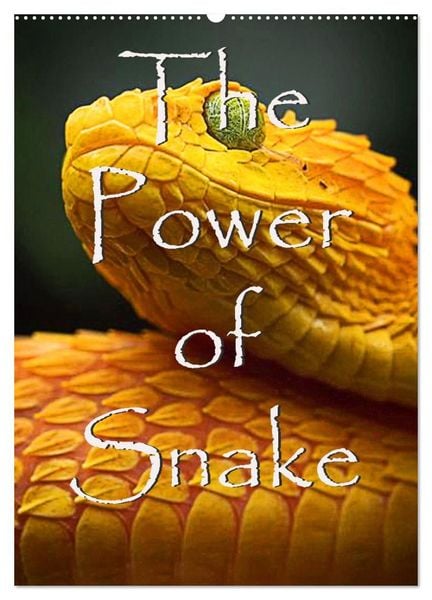 Produktbild: The Power Of Snake (Wandkalender 2027 DIN A2 hoch), CALVENDO Monatskalender