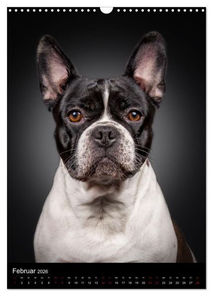 Produktbild: Bullyzauber - Franz&ouml;sische Bulldoggen (Wandkalender 2026 DIN A3 hoch), CALVENDO Monatskalender