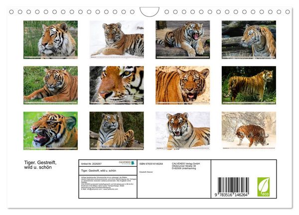 Produktbild: Tiger. Gestreift, wild u. sch&ouml;n (Wandkalender 2026 DIN A4 quer), CALVENDO Monatskalender