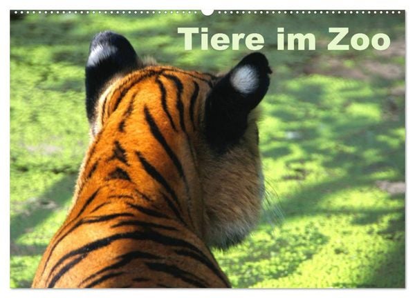 Produktbild: Tiere im Zoo (Wandkalender 2026 DIN A2 quer), CALVENDO Monatskalender