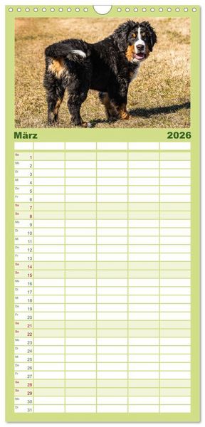 Produktbild: Familienplaner 2026 - Berner Sennenhund Welpen - Bezaubernde Pl&uuml;schb&auml;rchen mit 5 Spalten (Wandkalender, 21 x 45 cm) CALVENDO