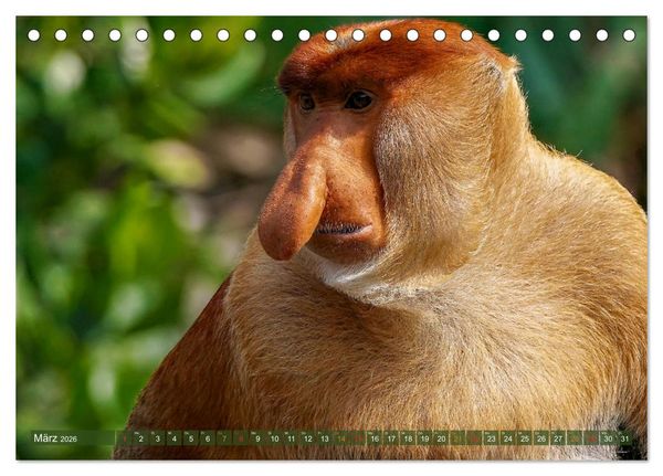 Produktbild: Nasenaffen von Borneo (Tischkalender 2026 DIN A5 quer), CALVENDO Monatskalender