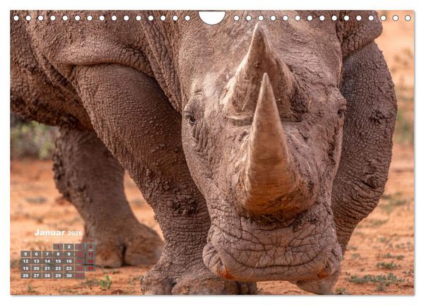 Produktbild: Action in der Savanne (Wandkalender 2026 DIN A4 quer), CALVENDO Monatskalender