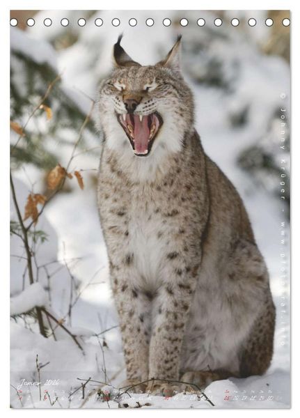 Produktbild: Luchs (Tischkalender 2026 DIN A5 hoch), CALVENDO Monatskalender