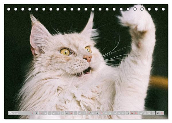 Produktbild: Katzen Pers&ouml;nlichkeiten 2026 (Tischkalender 2026 DIN A5 quer), CALVENDO Monatskalender