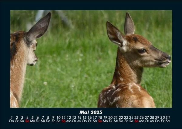 Produktbild: Waldbewohner 2025 Fotokalender DIN A5