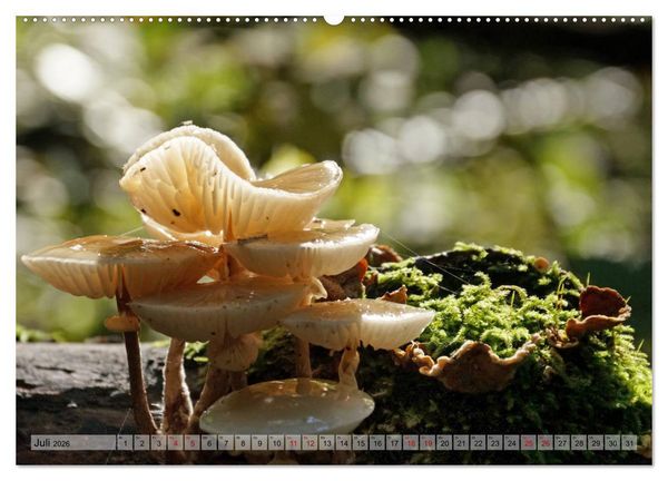 Produktbild: Der Hainich in Th&uuml;ringen - Weltnaturerbe (Wandkalender 2026 DIN A2 quer), CALVENDO Monatskalender