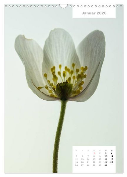 Produktbild: Schnittblumen 2026 (Wandkalender 2026 DIN A3 hoch), CALVENDO Monatskalender