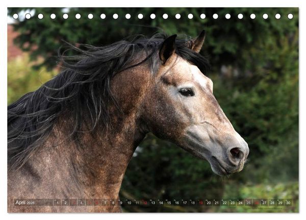 Produktbild: Edle spanische Pferde - Pura Raza Espanola (Tischkalender 2026 DIN A5 quer), CALVENDO Monatskalender