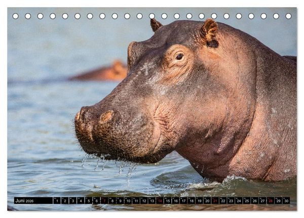 Produktbild: Hippos im s&uuml;dlichen Afrika (Tischkalender 2026 DIN A5 quer), CALVENDO Monatskalender