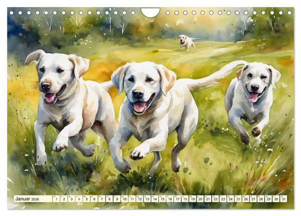 Produktbild: Voller Kraft und Energie - Labrador-Retriever (Wandkalender 2026 DIN A4 quer), CALVENDO Monatskalender