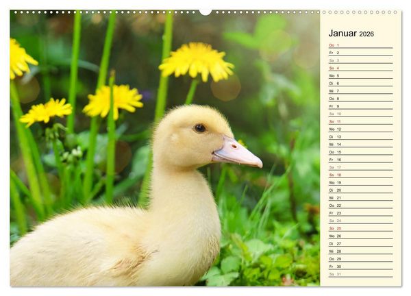 Produktbild: Entz&uuml;ckende Entenk&uuml;ken (Wandkalender 2026 DIN A2 quer), CALVENDO Monatskalender