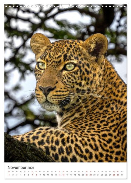 Produktbild: Leoparden - Die Beute im Visier. (Wandkalender 2026 DIN A3 hoch), CALVENDO Monatskalender