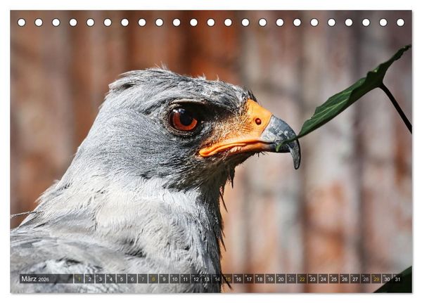 Produktbild: Imposante Vogelportr&auml;ts (Tischkalender 2026 DIN A5 quer), CALVENDO Monatskalender