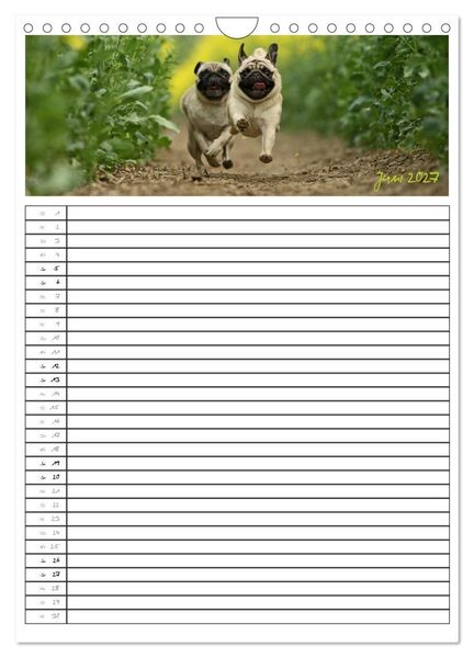 Produktbild: Der mopsige Familienplaner (Wandkalender 2027 DIN A4 hoch), CALVENDO Monatskalender