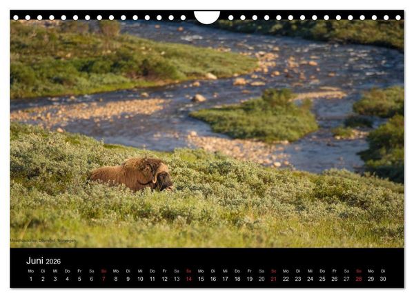 Produktbild: Naturwucht Skandinavien (Wandkalender 2026 DIN A4 quer), CALVENDO Monatskalender
