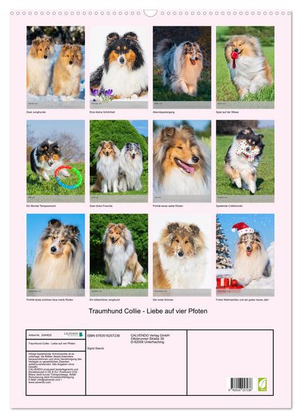 Produktbild: Traumhund Collie - Liebe auf vier Pfoten (Wandkalender 2026 DIN A2 hoch), CALVENDO Monatskalender